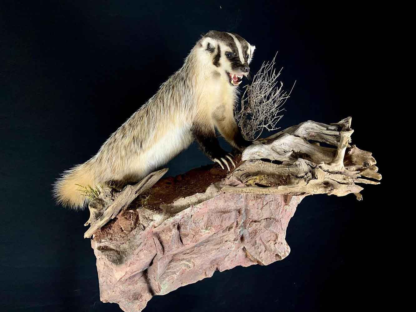 badger-lifesize-wall-mount-with-habitat-j-martin-taxidermy