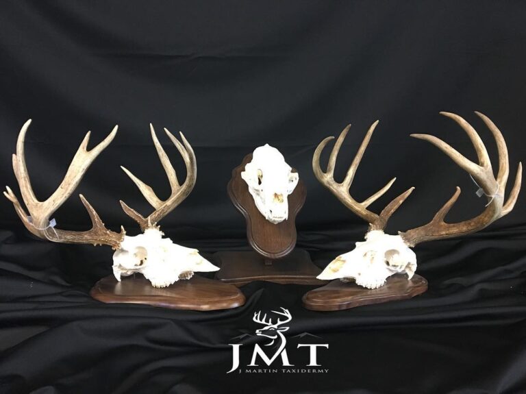 euro mounts j martin taxidermy west kelowna