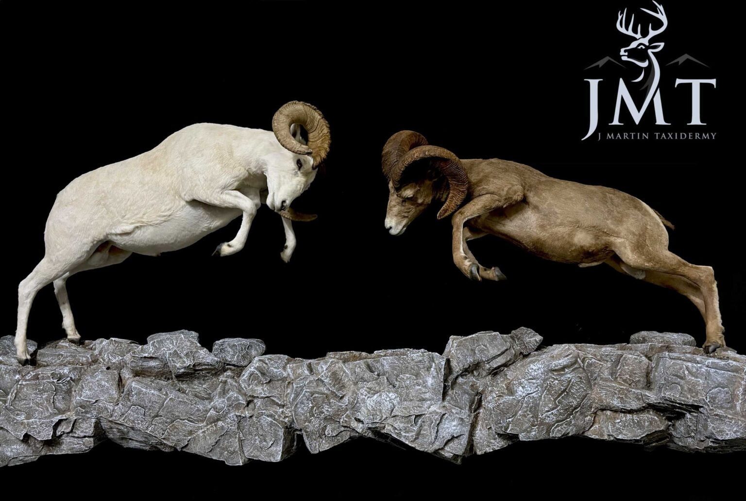 stone-sheep-dall-sheep-clash-j-martin-taxidermy